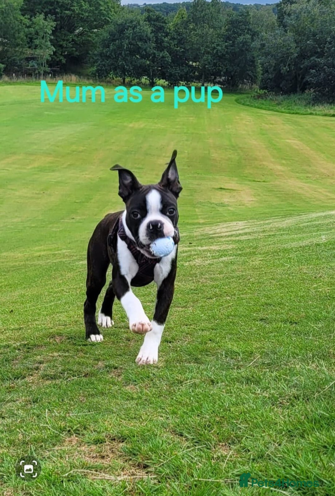 Boston Terrier dogs for sale: Stunning true to type wildax litter - Image 21