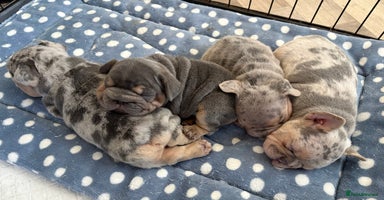 French Bulldog dogs - Advert 16