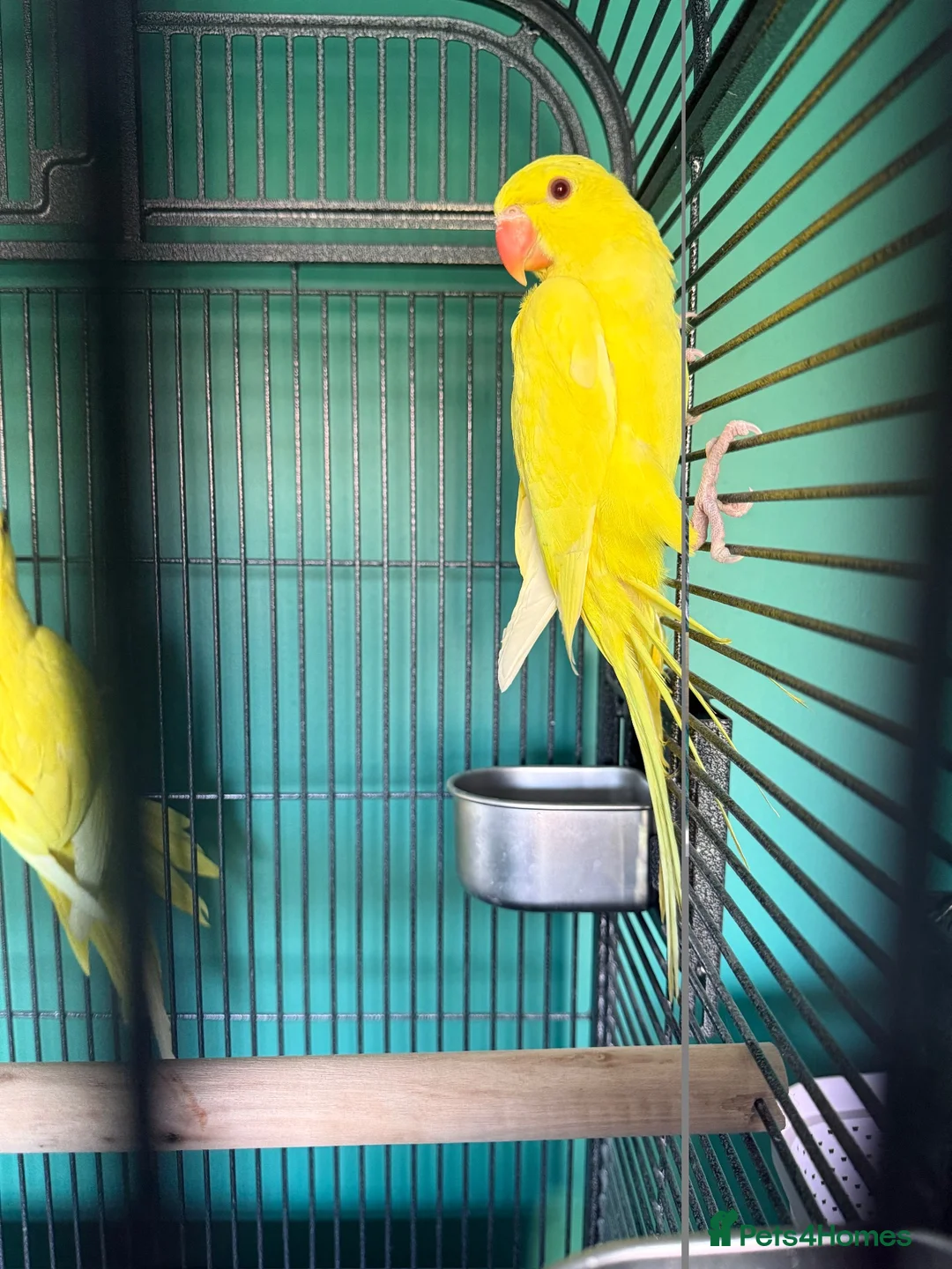 Ringnecks birds for sale: Lutino Ringnecks  - Advert 1