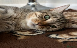 Domestic Shorthair cats for sale: 4 little Cats.  - Image 15