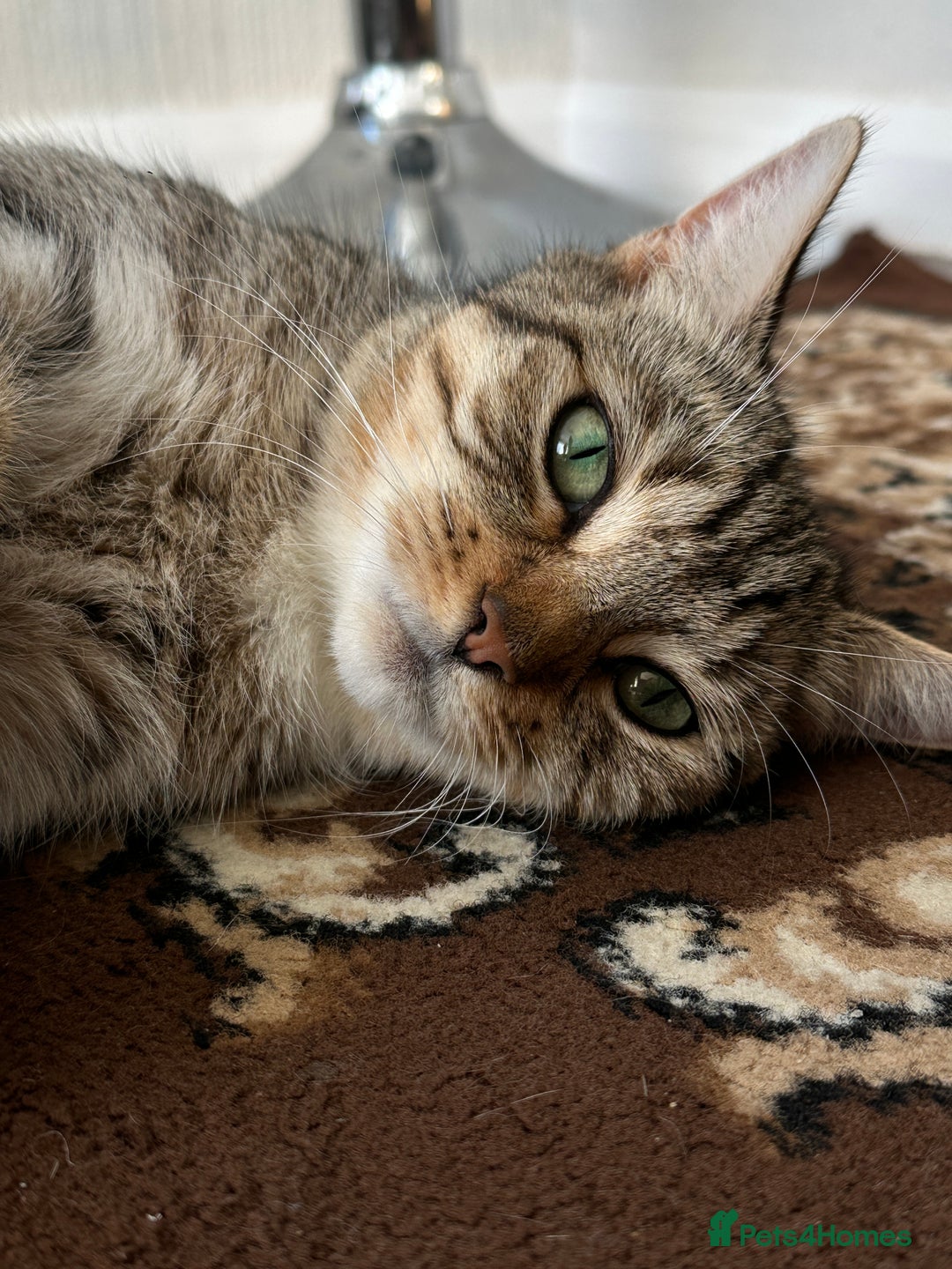 Domestic Shorthair cats for sale: 4 little Cats.  - Image 15