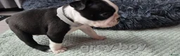 Boston Terrier dogs for sale: ⭐️KC registered beautiful Boston terrier puppies - Advert 20