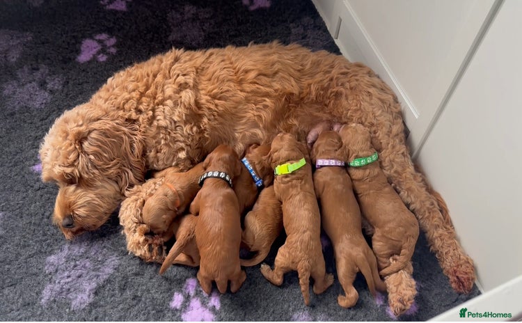 Cockapoo dogs 7 adorable F2b Cockapoo’s. Ready to leave 20/12/25 - Advert 2