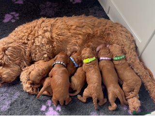 Cockapoo dogs 7 adorable F2b Cockapoo’s. Ready to leave 20/12/25 - Advert 1