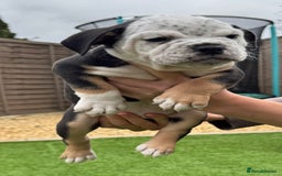 Mixed Breed dogs for sale: Stunning New England Bulldogs!!!! - Image 9