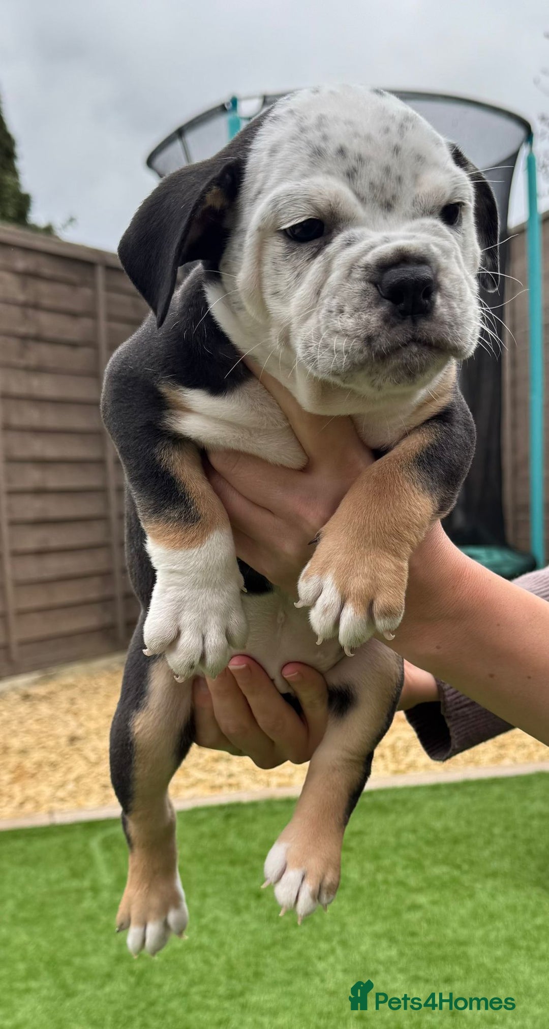 Mixed Breed dogs for sale: Stunning New England Bulldogs!!!! - Image 9