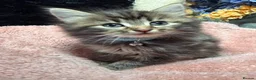 Mixed Breed cats for sale: 🌻Domestic Long-Haired Ready2Go🌻  - Advert 6