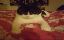 Mixed Breed cats for sale: Patch & Pixie - Image 5