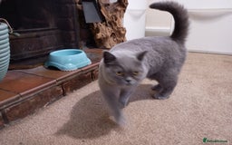 British Shorthair cats for sale: Beautiful British short hair - Image 3
