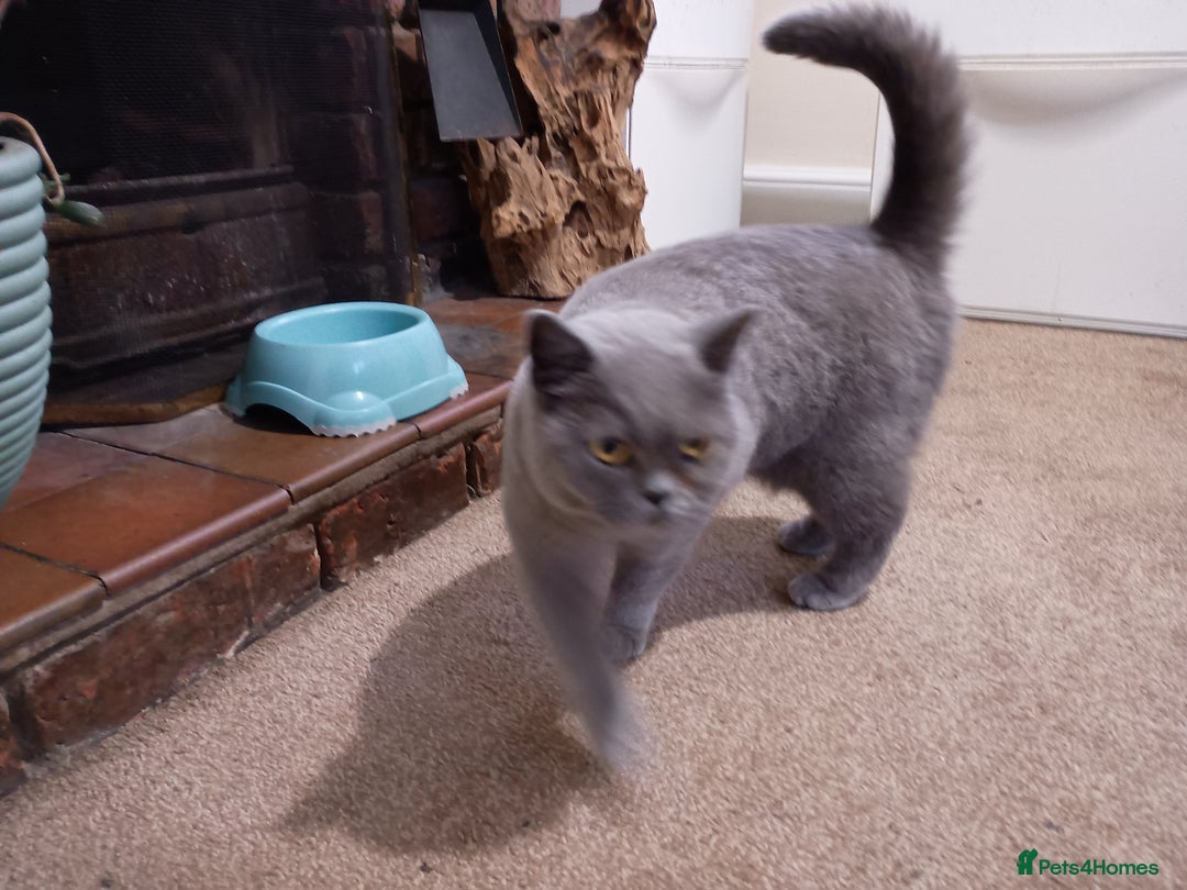 British Shorthair cats for sale: Beautiful British short hair - Image 3