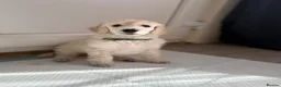 Standard Poodle dogs for sale: KC STANDARD POODLE PUPPIES - Advert 17