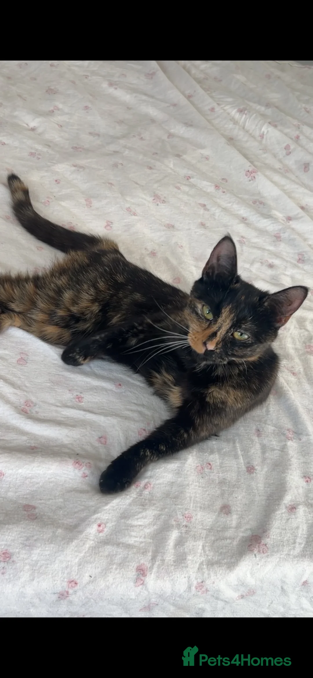 Mixed Breed cats for sale: 2 sister cats  in London - Advert 1