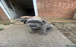 Cane Corso dogs for sale: Cane Corso puppies 9 week old 🫶❤️🫶 - Image 37