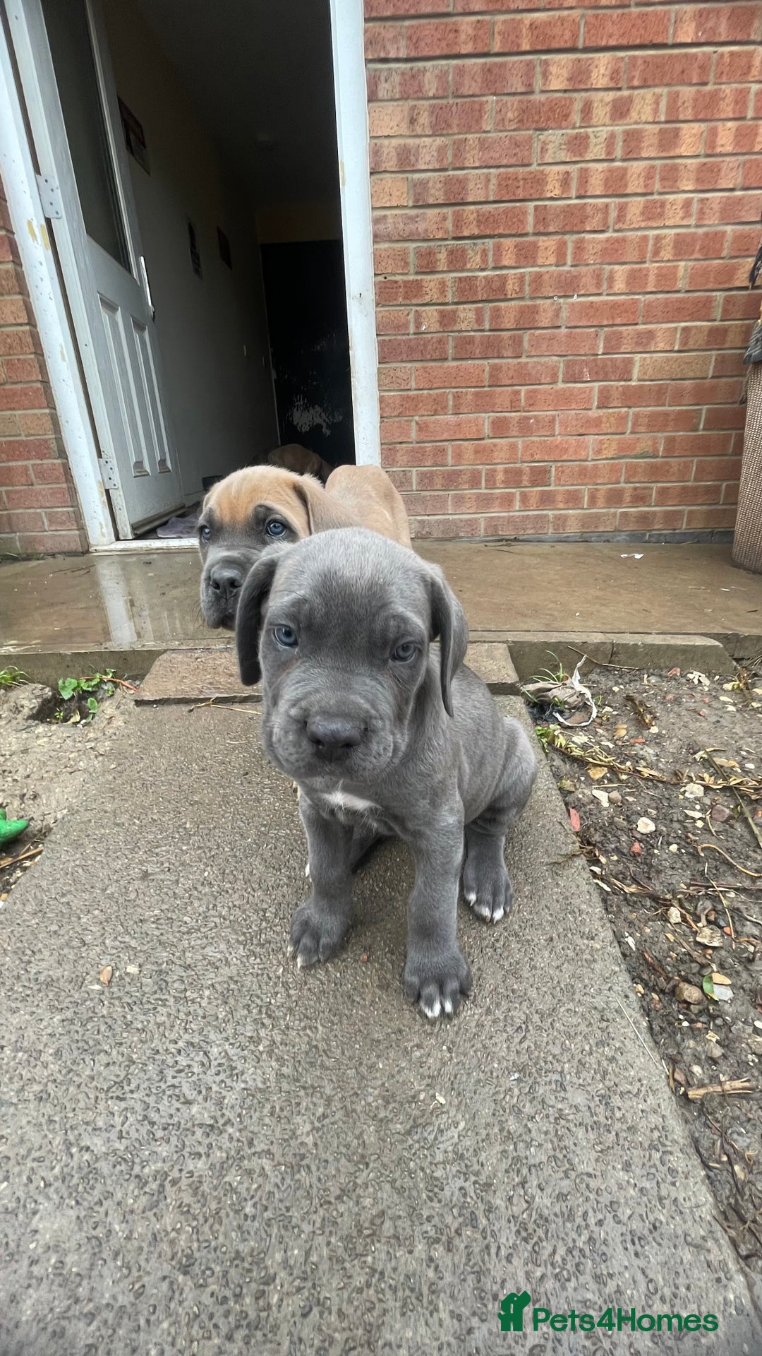 Cane Corso dogs for sale: Cane Corso puppies 9 week old 🫶❤️🫶 - Image 37