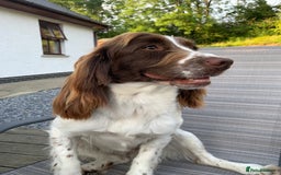 English Springer Spaniel dogs for sale: 🐾 Pedigree English Springer Spaniel Puppies 🐾 - Image 4