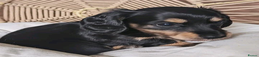 Miniature Dachshund Puppy 6