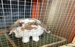 Mini Lop rabbits for sale: Mini lop - Image 5