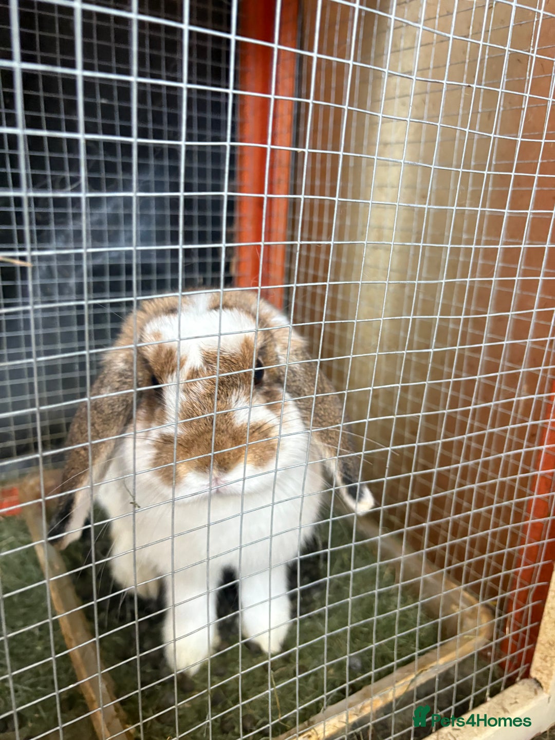 Mini Lop rabbits for sale: Mini lop - Image 5