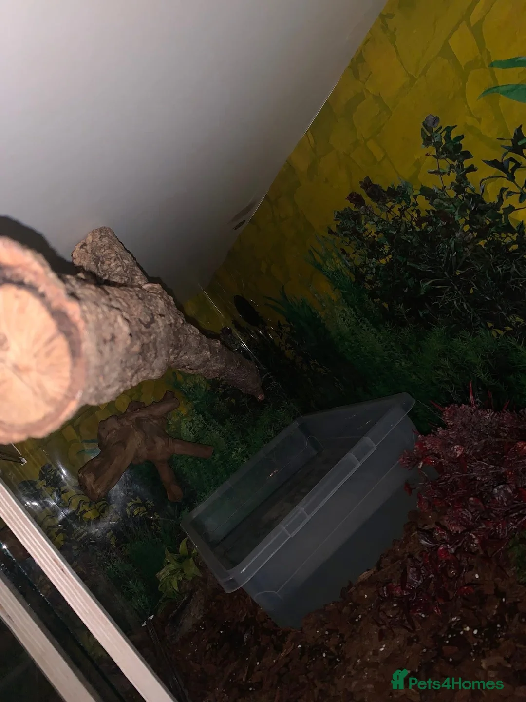 Boa Snake reptiles for sale: Boa Constrictor Snake in Southam - Advert 6