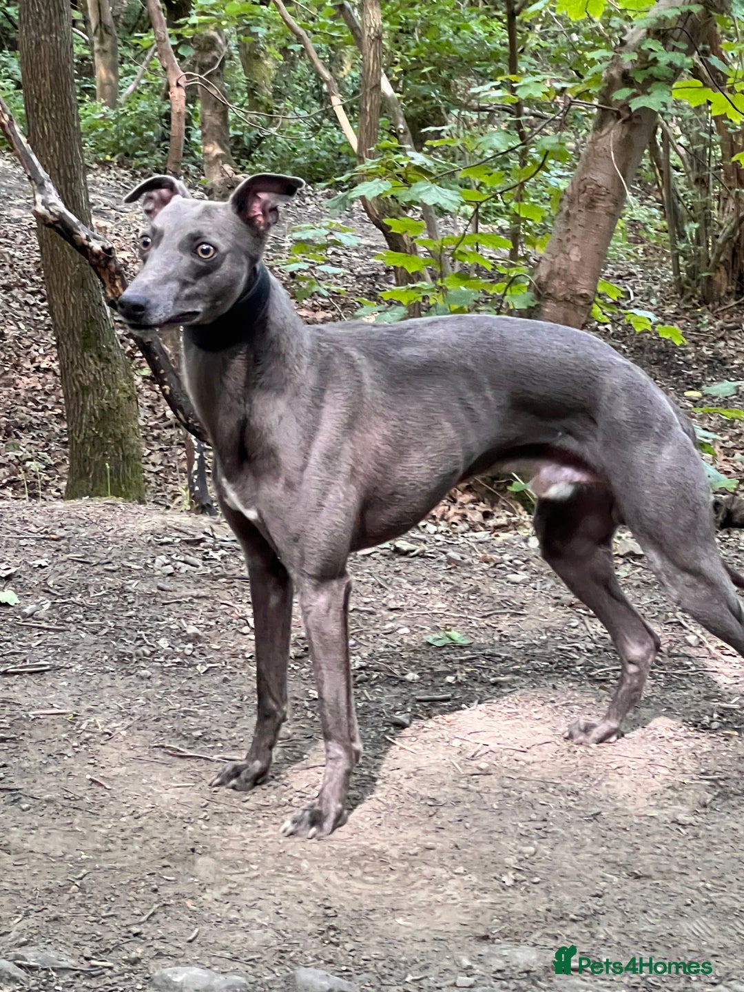 Whippet dogs for stud: At stud  - Advert 3