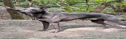 Whippet dogs for stud: At stud  - Advert 3