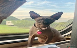 Sphynx cats for sale: Rehoming beloved Sphynx girl🤍 - Image 4
