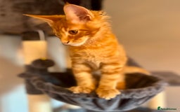 Maine Coon cats for sale: *READY* Stunning Tica Maine Coons - Image 26