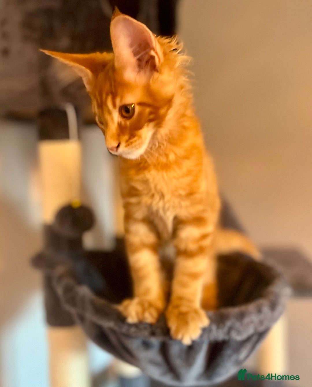 Maine Coon cats for sale: *READY* Stunning Tica Maine Coons - Image 26