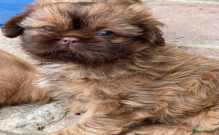 Shih Tzu dogs - Advert 3