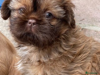 Shih Tzu dogs - Advert 30