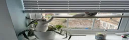 British Shorthair cats for sale: Beautiful BSH kittens  - Advert 14