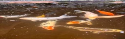 Koi Carp fish for sale: Fish pond plus fish  in Swadlincote - Advert 15