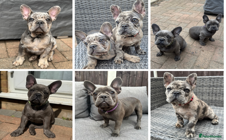 French Bulldog dogs in Walton-on-Thames - Advert 1