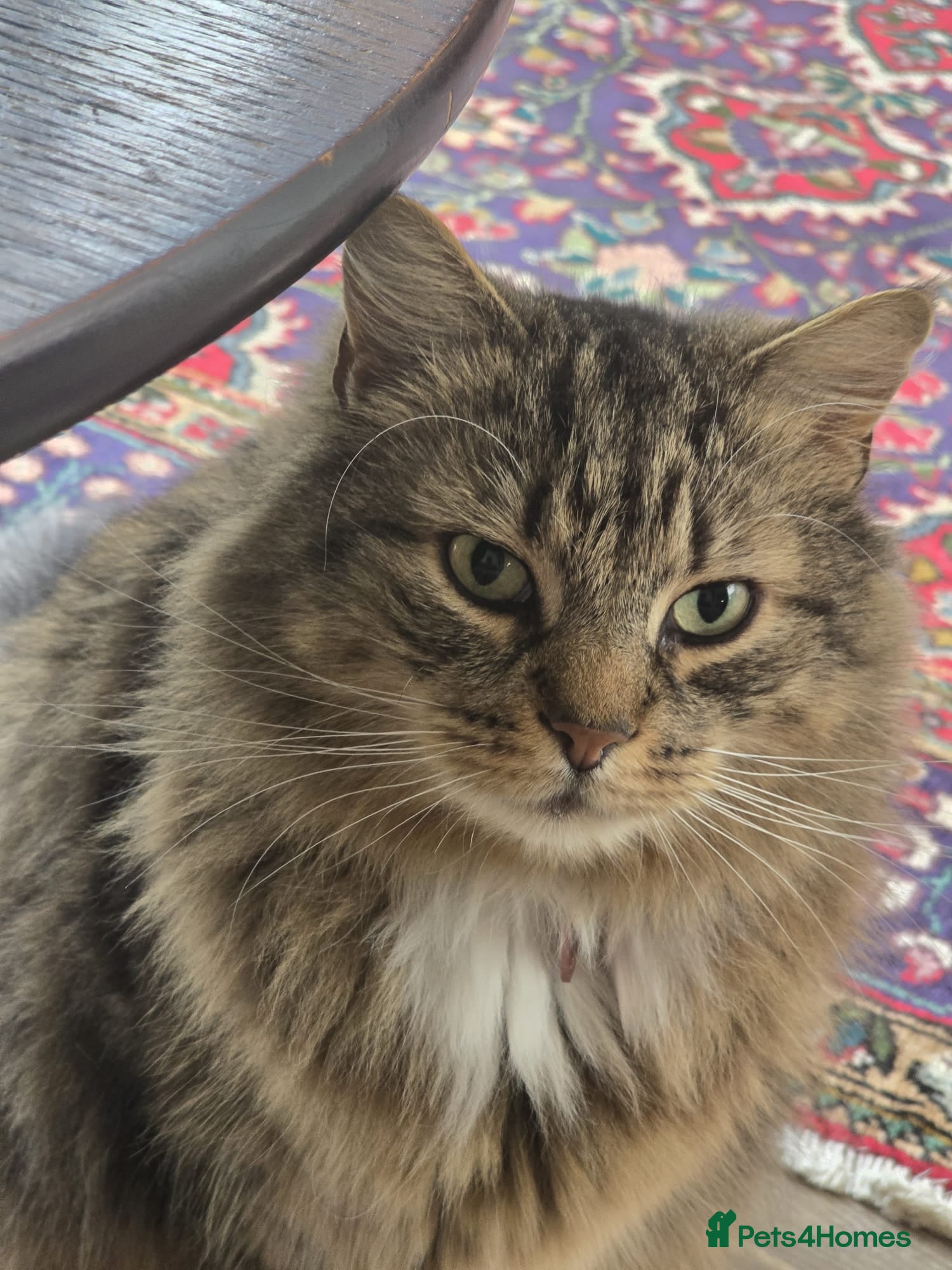 Mixed Breed cats Family of 5 Hairy Magical Mainecoon/Ragdoll Mix - Advert 2