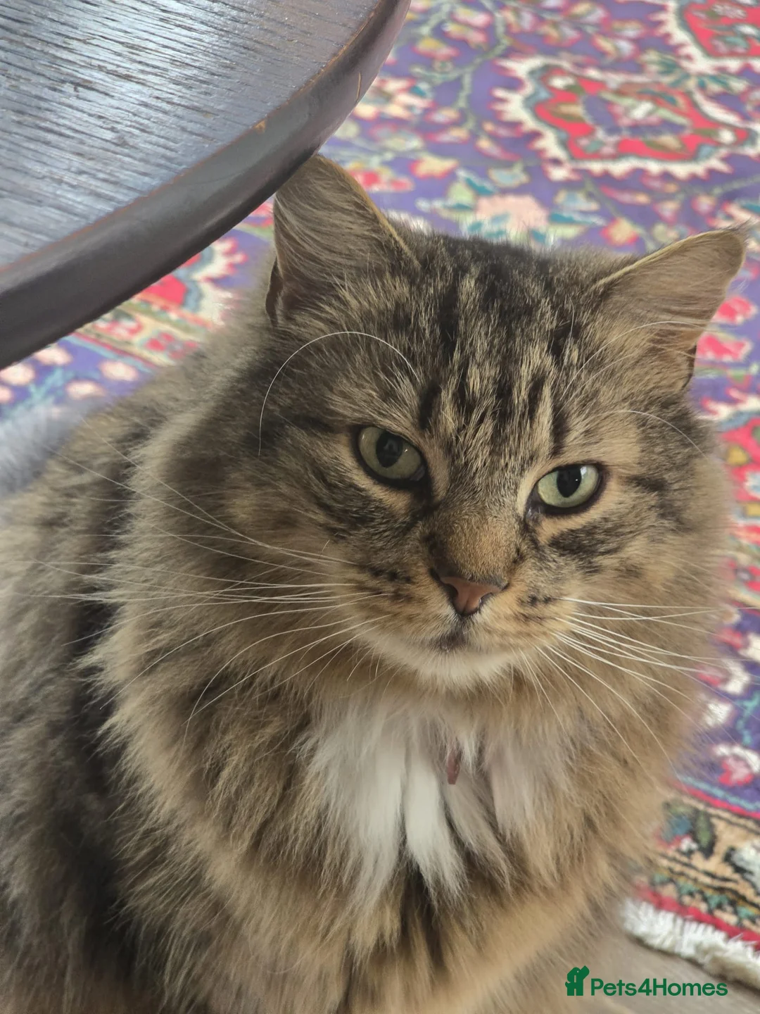 Mixed Breed cats for sale: Family of 5 Hairy Magical Mainecoon/Ragdoll Mix - Advert 2