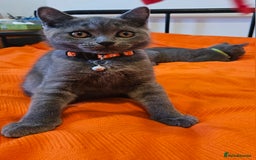 British Shorthair cats for sale: British Shorthair  - Image 14