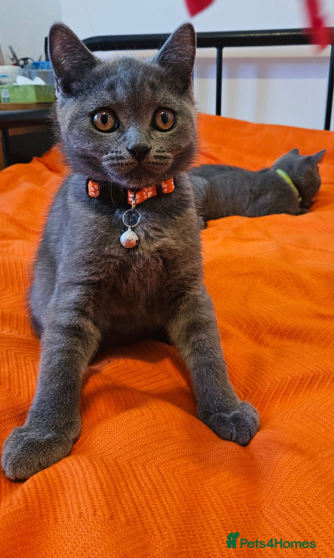 British Shorthair cats for sale: British Shorthair  - Image 14
