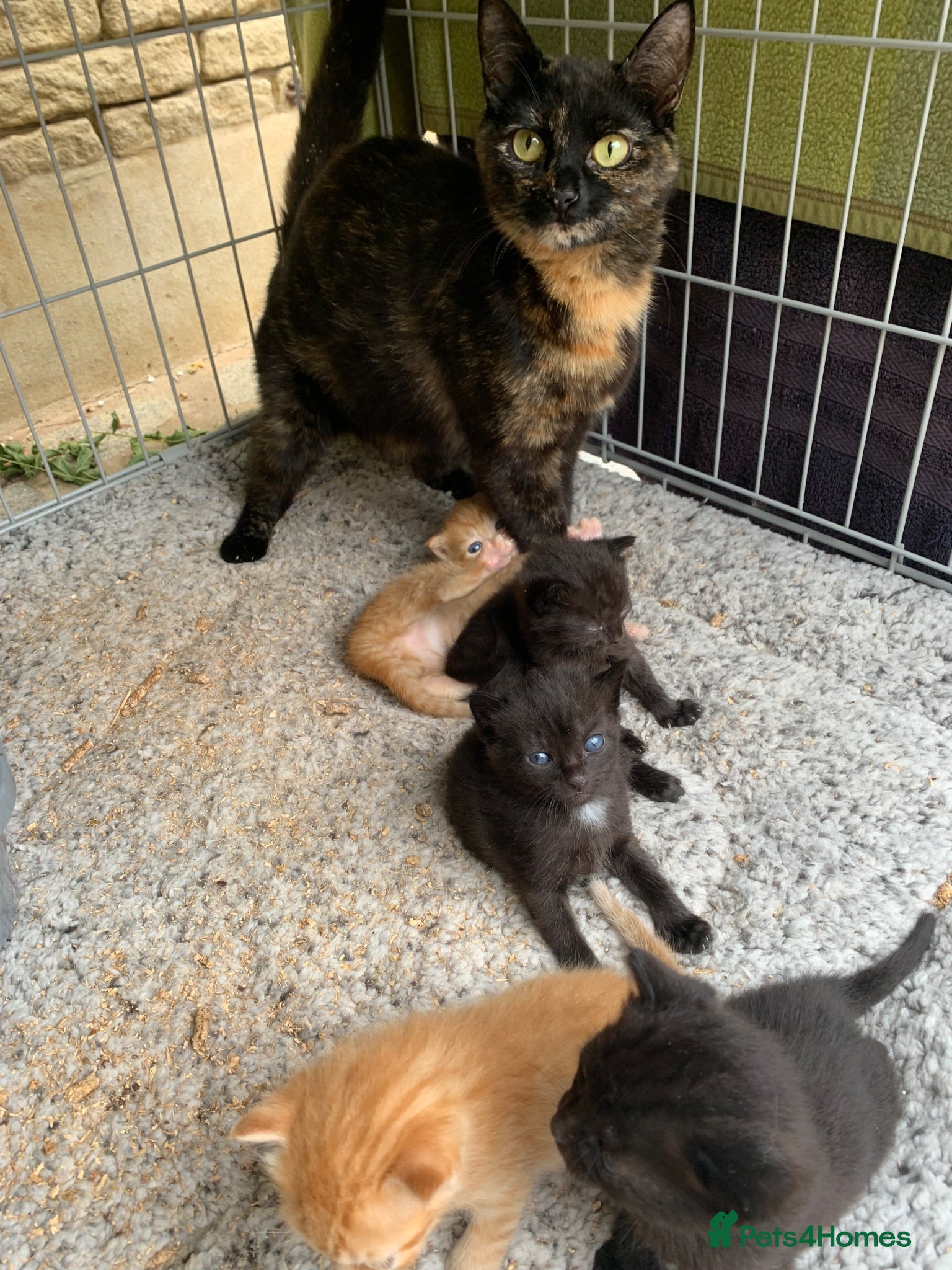 Mixed Breed cats Kittens for sale - Advert 6