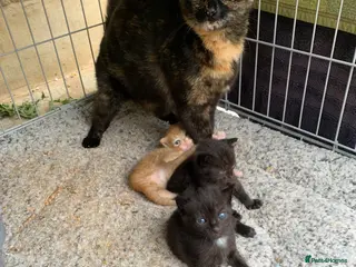 Mixed Breed cats Kittens for sale - Advert 6