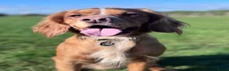 Cocker Spaniel dogs for stud: Pure bred beautiful cocker spaniel for stud in Ventnor - Advert 4