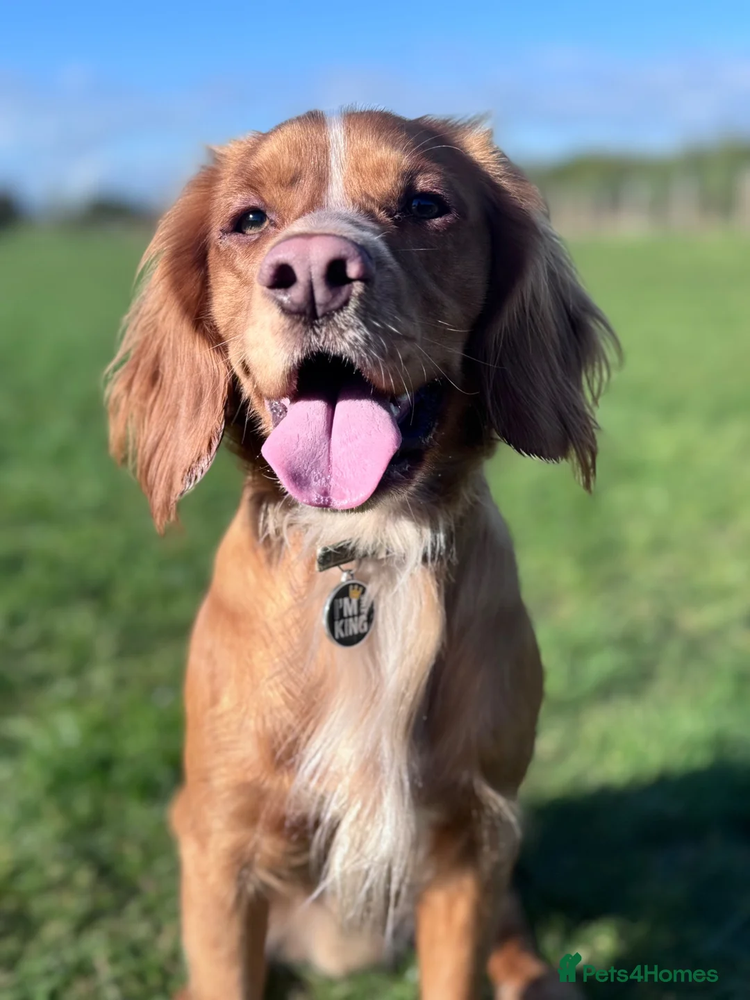 Cocker Spaniel dogs for stud: Pure bred beautiful cocker spaniel for stud in Ventnor - Advert 4