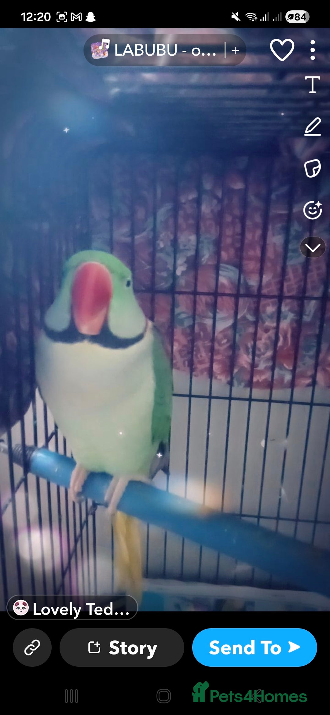 Parrots birds for sale: Male alexander parrot for sale - Advert 9