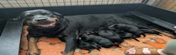 Rottweiler dogs for sale: Beautiful Show Quality Rottweiler Puppies - Advert 1