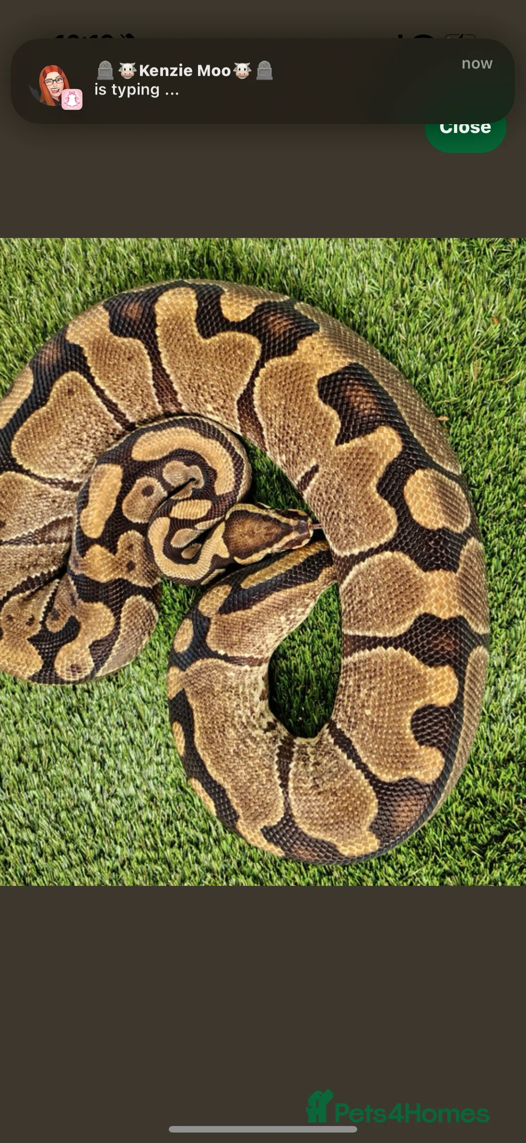 Python Snake reptiles for sale: 3 ball pythons  - Advert 3