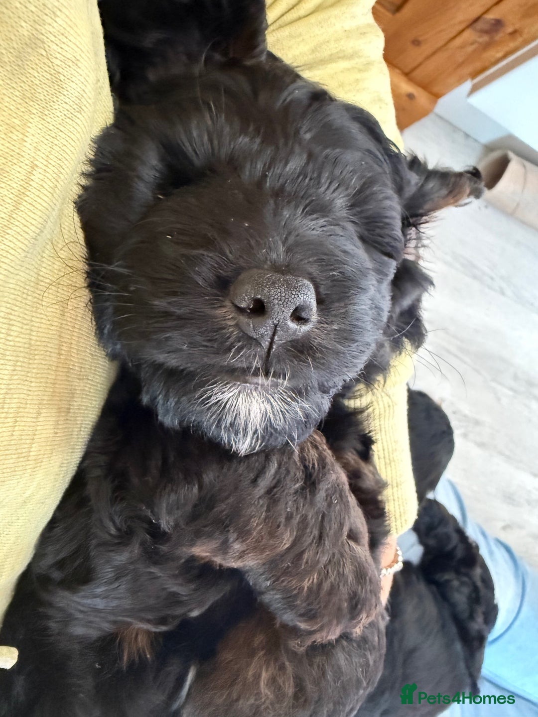 Cockapoo dogs for sale: Cockapoo Female Puppy - Ready to leave in 1 week - Image 16