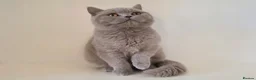 British Shorthair cats for sale: Adorable GCCF REG BSH - ready to leave - Advert 17