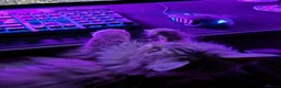 Maine Coon cats for sale: Cleo - Maine Coon - Looking for a loving home. - Advert 23