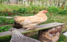 Chickens poultry for sale: Lemon Pekin Bantam Cockerels  - Image 1
