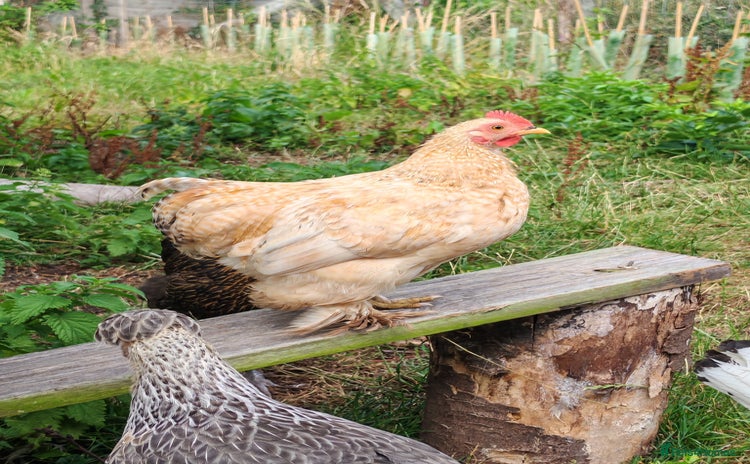 Chickens poultry - Advert 2