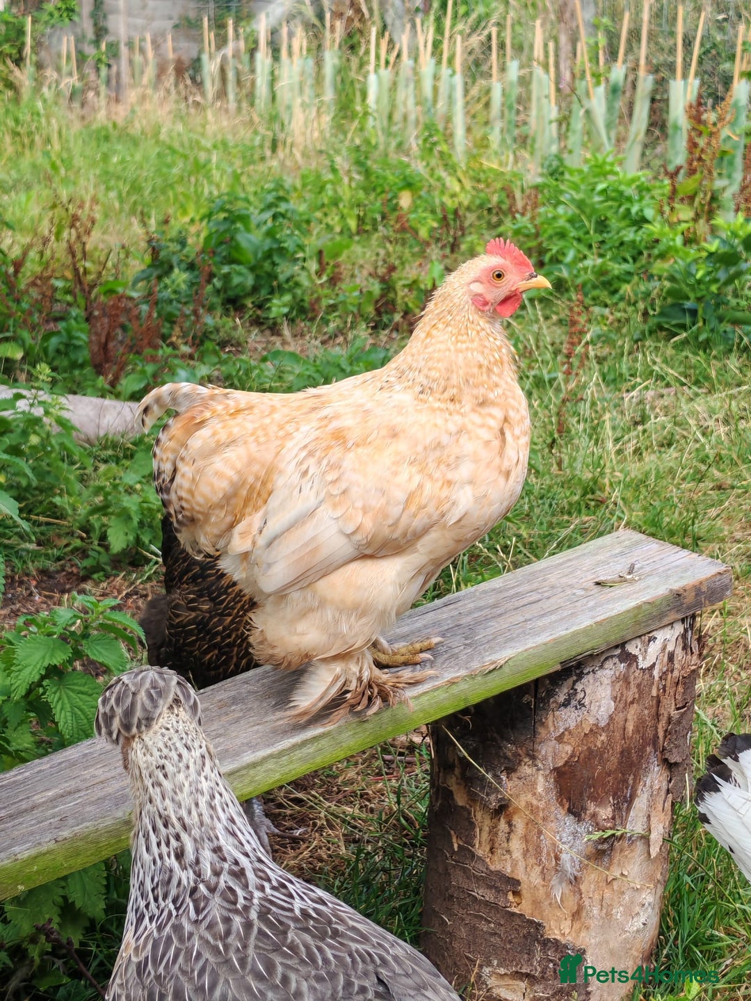 Chickens poultry for sale: Lemon Pekin Bantam Cockerels  - Image 1
